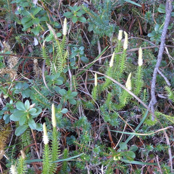 Lycopodium annotinum 花