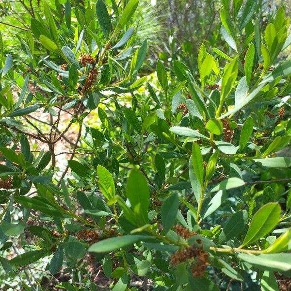 Myrica gale Leaf