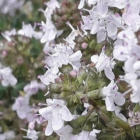 Thymus vulgaris Kukka