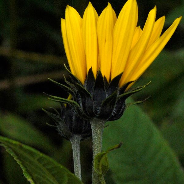 Helianthus strumosus Fleur