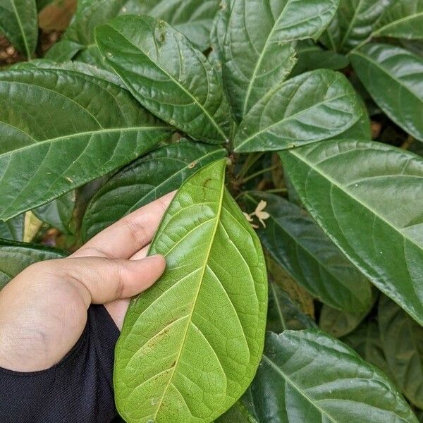 Cola nitida Leaf