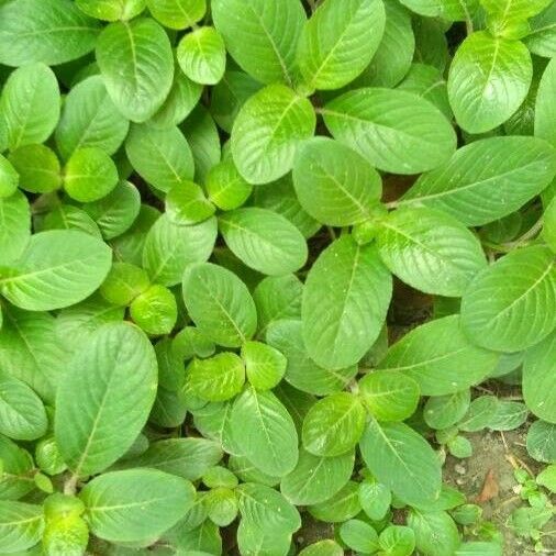 Nelsonia canescens Yaprak