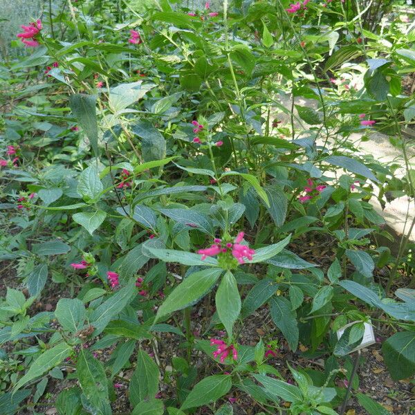 Salvia oxyphora Yeri