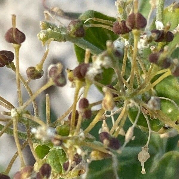 Lepidium latifolium Plod