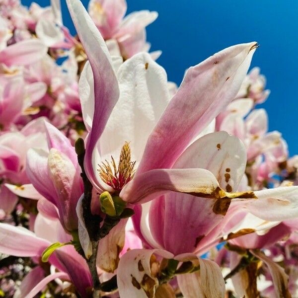 Magnolia × soulangeana Flower