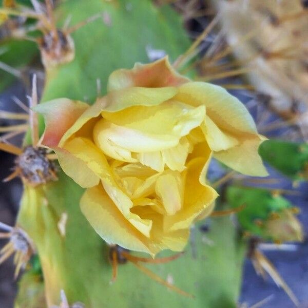 Opuntia stricta Blüte