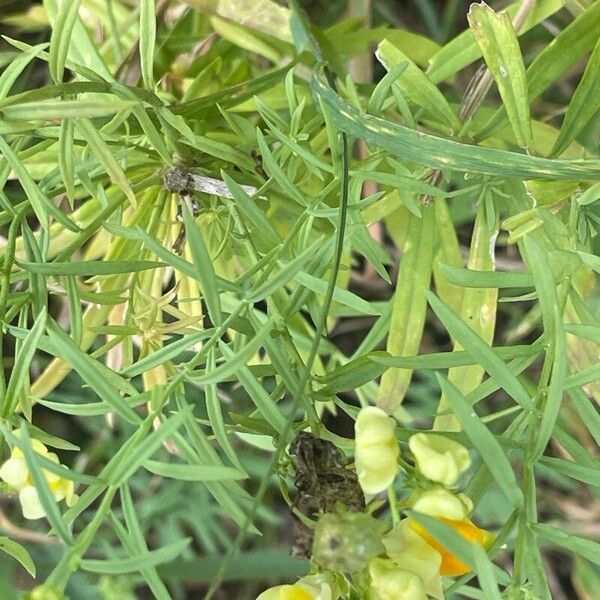 Linaria vulgaris ഇല