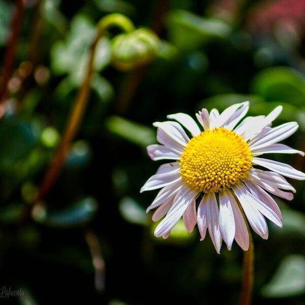 Bellium bellidioides Blomma