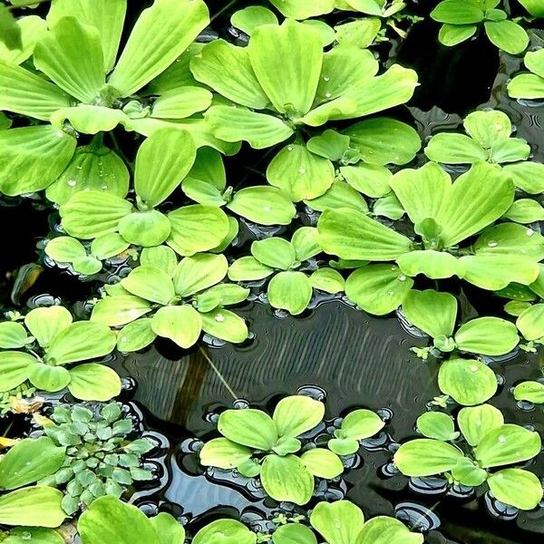 Pistia stratiotes 葉