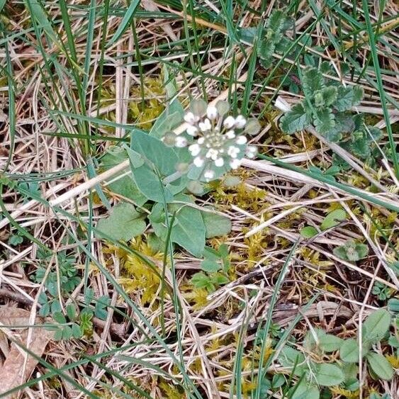 Noccaea perfoliata Plante entière