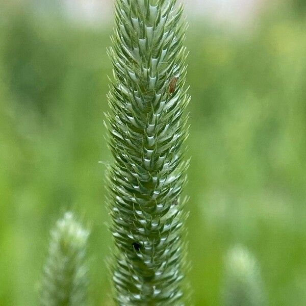 Phleum pratense Плод