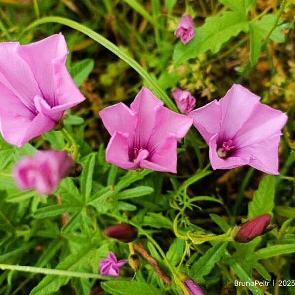 Convolvulus althaeoides Flower