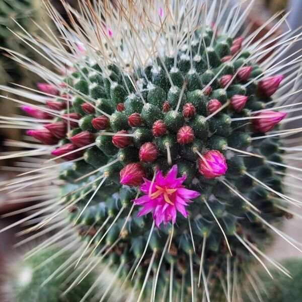 Mammillaria spinosissima Květ