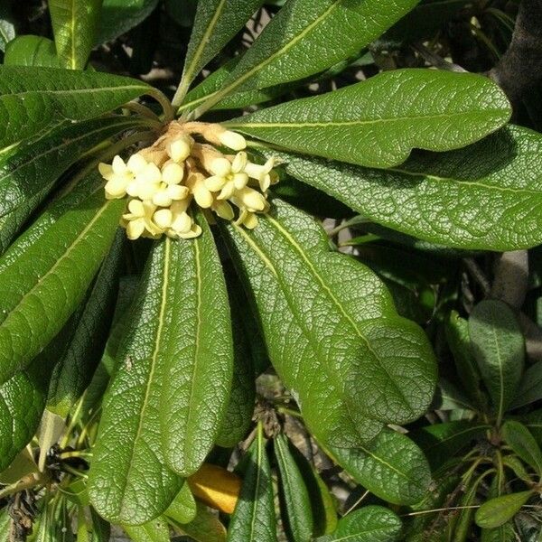 Pittosporum gatopense Virág