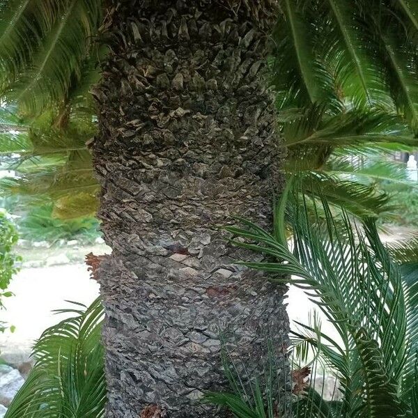 Cycas revoluta Bark