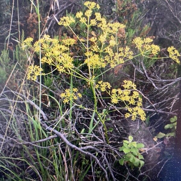 Opopanax chironium Flower