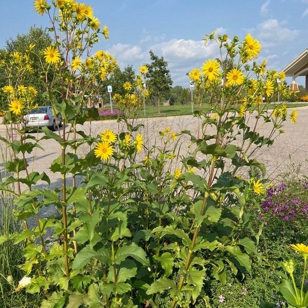 Silphium perfoliatum 整株植物