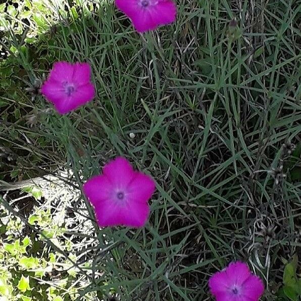 Dianthus carthusianorum Žiedas