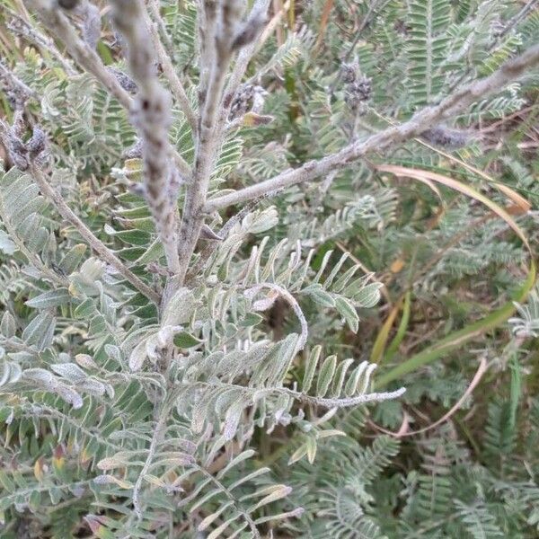 Amorpha canescens Leaf