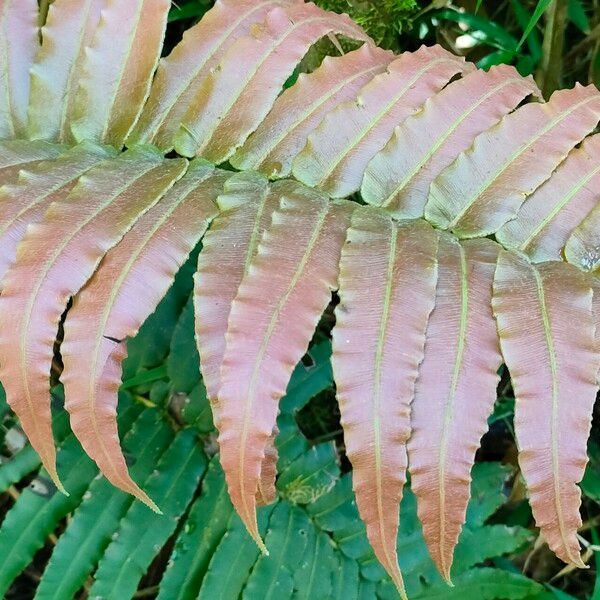 Blechnum occidentale Leaf
