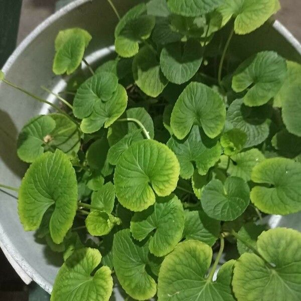 Centella asiatica Blad