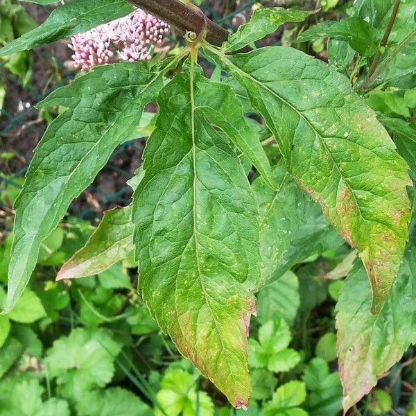 Eupatorium cannabinum Leaf