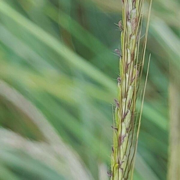 Dichanthium annulatum Flower