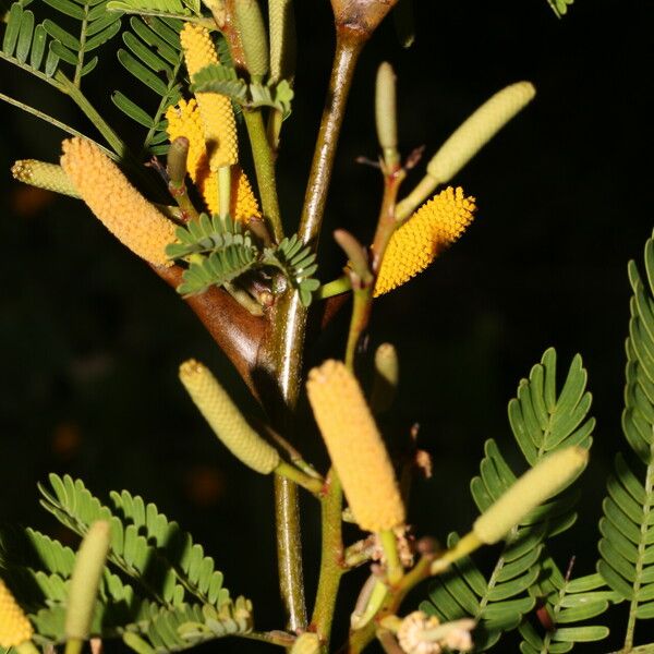 Vachellia collinsii 果實