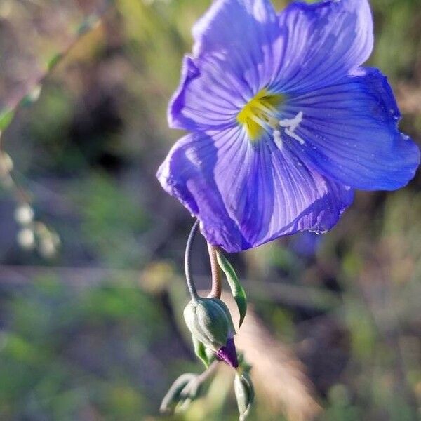 Linum lewisii Žiedas