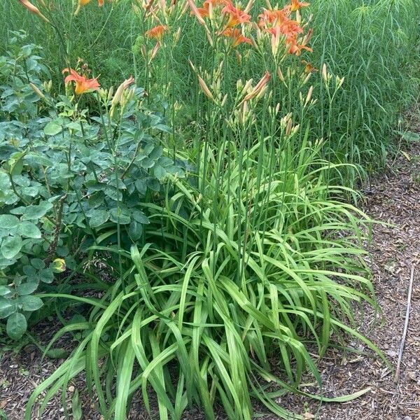 Hemerocallis fulva Buveinė