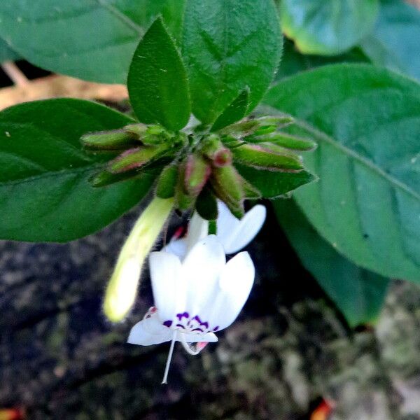 Hypoestes forskaolii Flower