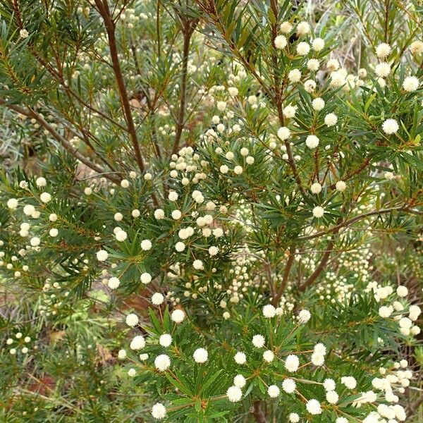 Pancheria elegans Habit