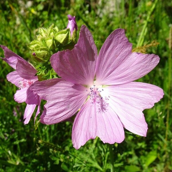 Malva moschata Bloem