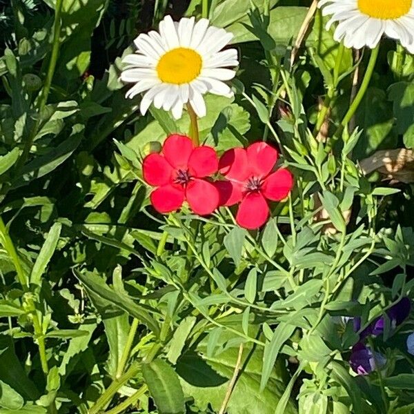 Linum grandiflorum 花