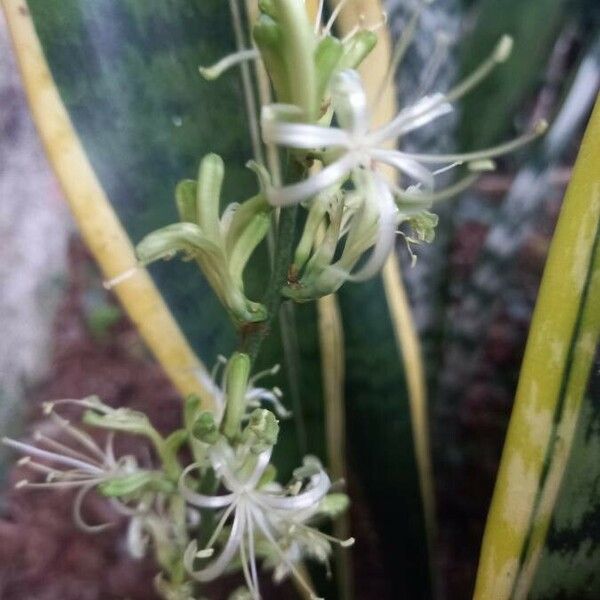 Dracaena trifasciata Λουλούδι