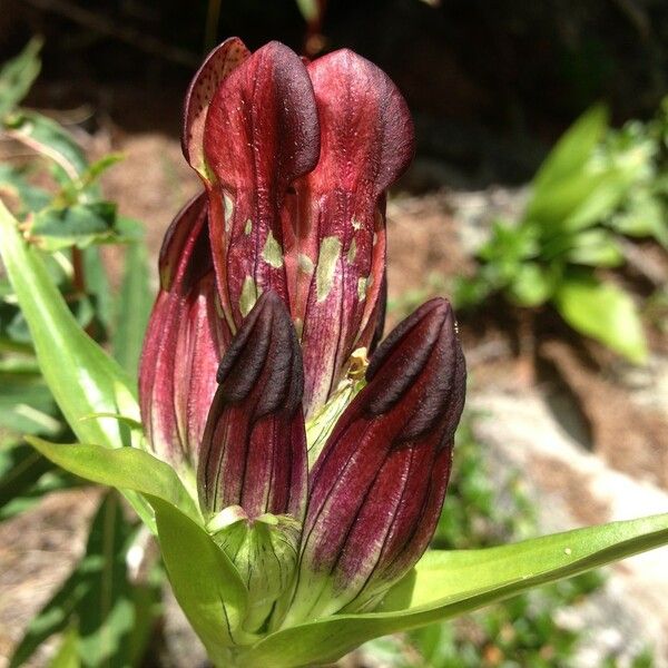 Gentiana purpurea Blüte