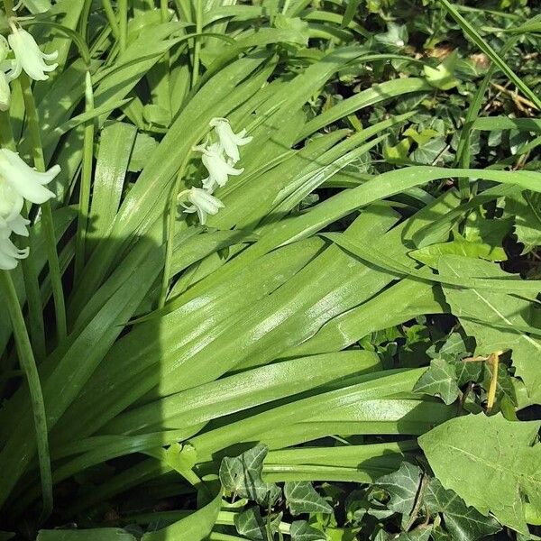 Hyacinthoides hispanica Листок