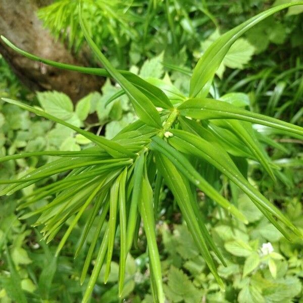 Polygonatum verticillatum Yaprak