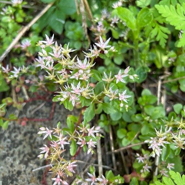 Phedimus stolonifer Bloem