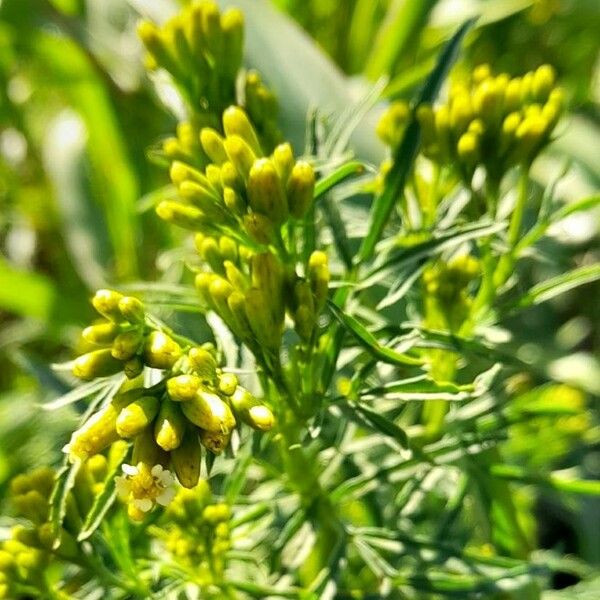 Tagetes minuta Žiedas