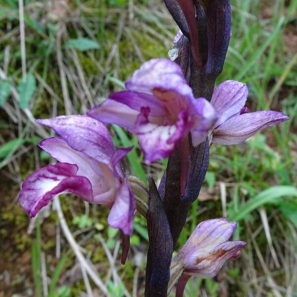 Limodorum abortivum Flower