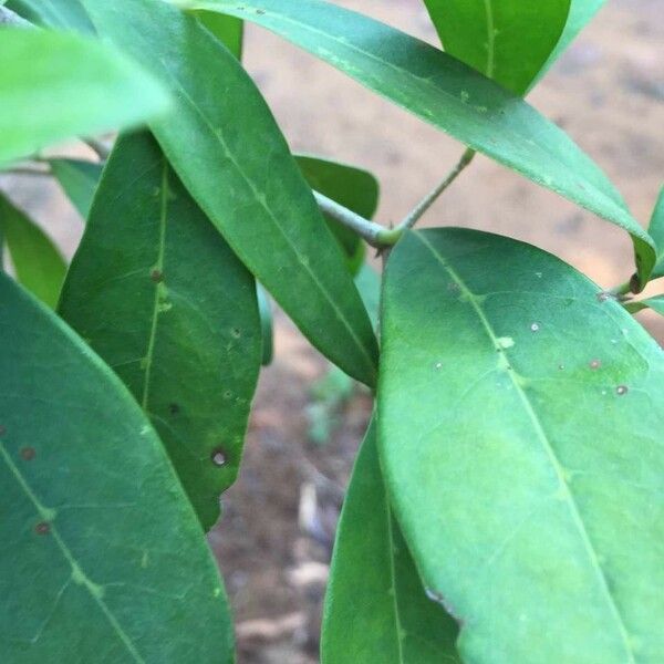 Chionanthus foveolatus Hoja