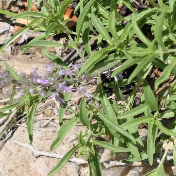 Ocimum americanum Õis