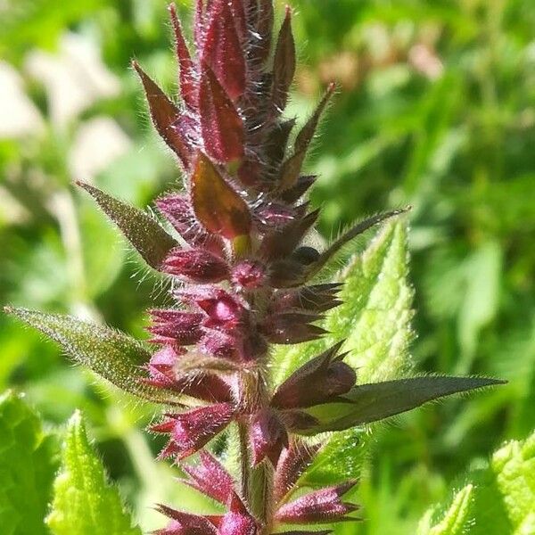 Stachys sylvatica Flower