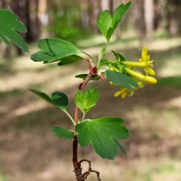 Ribes aureum Feuille