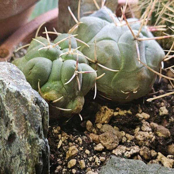 Thelocactus hexaedrophorus Liść