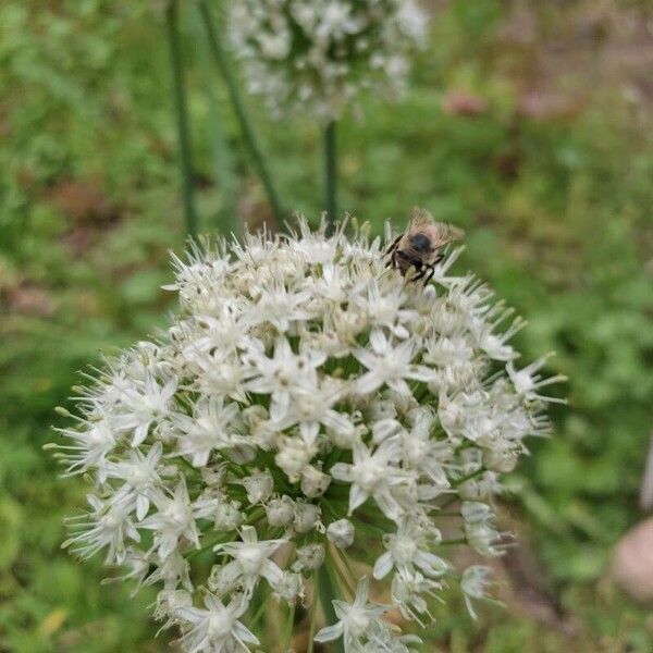 Allium cepa Çiçek