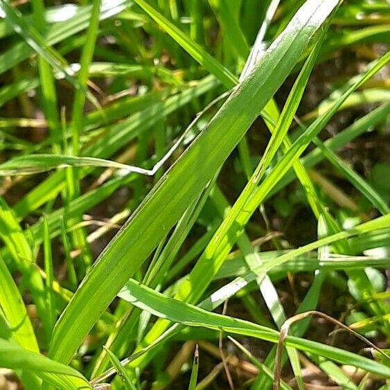 Carex vulpina পাতা