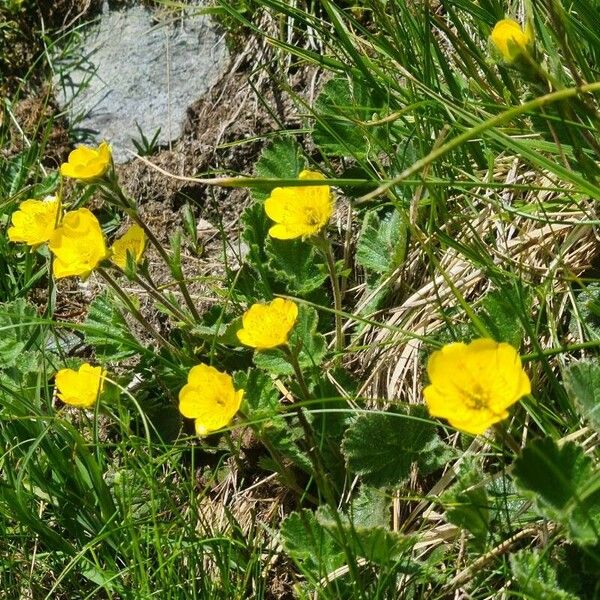 Geum montanum 花