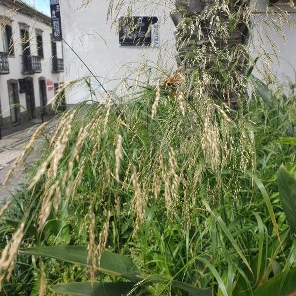 Bromus secalinus Квітка